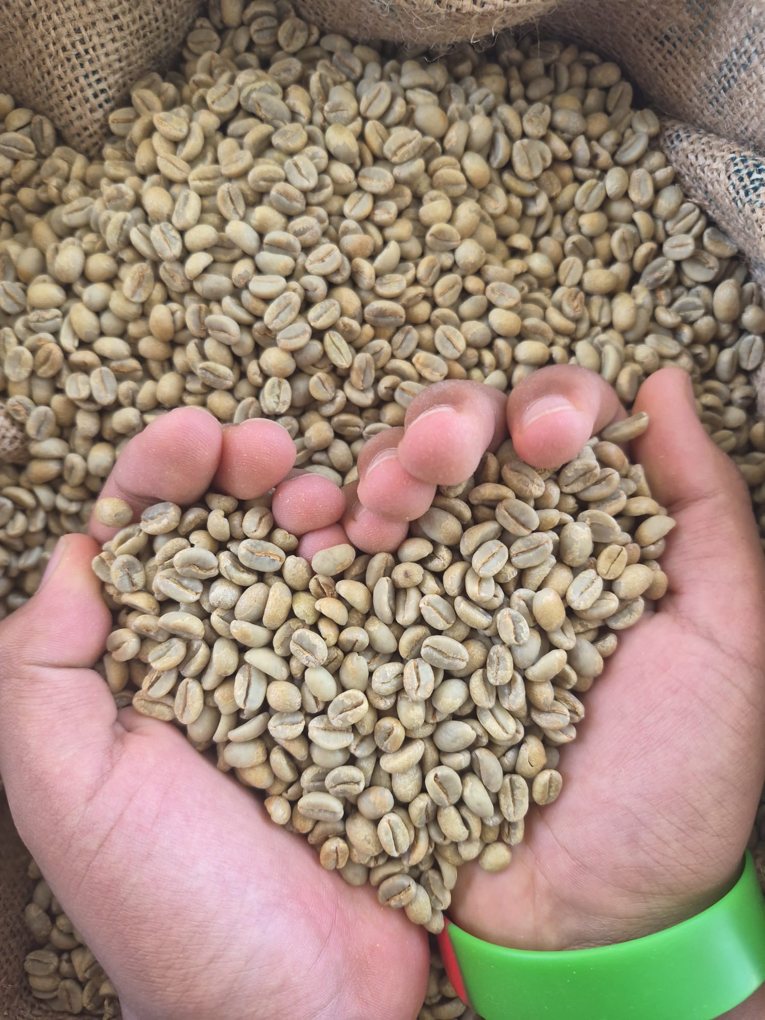 Jebena Coffee roasting